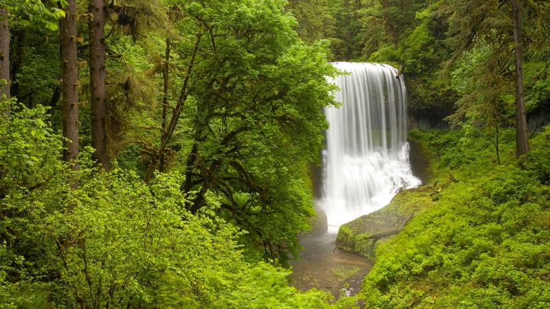 green color, plant, motion, land, power in nature, lush foliage, 4K, spring, scenics - nature, rainforest, oregon, waterfall, day, water, trees, forest