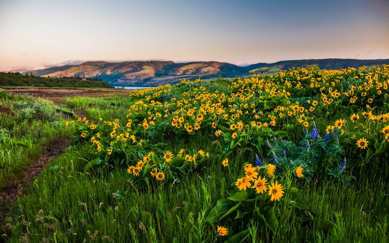 tranquility, flower head, nature, beauty in nature, flowering plant, flower, gorge, outdoors, sky, oregon, agriculture, no people, flowers, river, hills