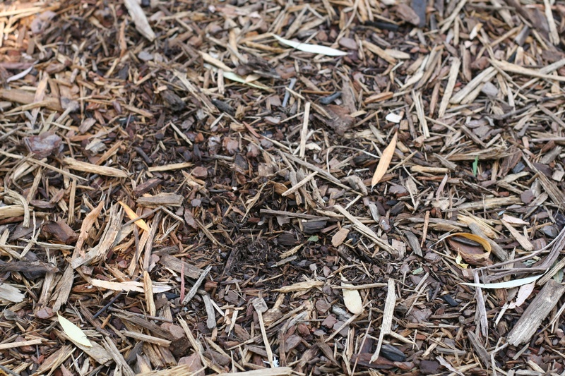 backgrounds, planting, abundance, invertebrate, natural, land, soil, plant, outdoor, tea leaves, dirt, field, full frame, no people, dry, high angle view