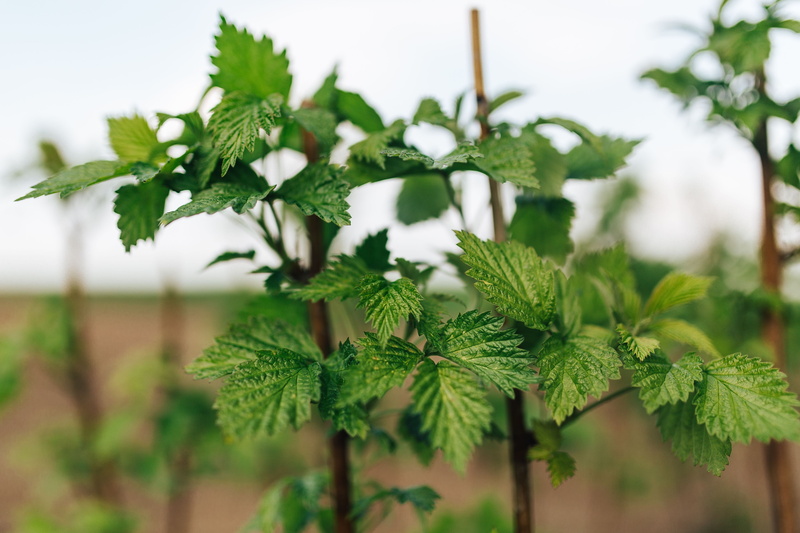 green, planting, tree, agriculture, ground, soil, focus on foreground, 5K, gardening, parsley, plant part, growth, freshness, outdoors, green Color, close-up