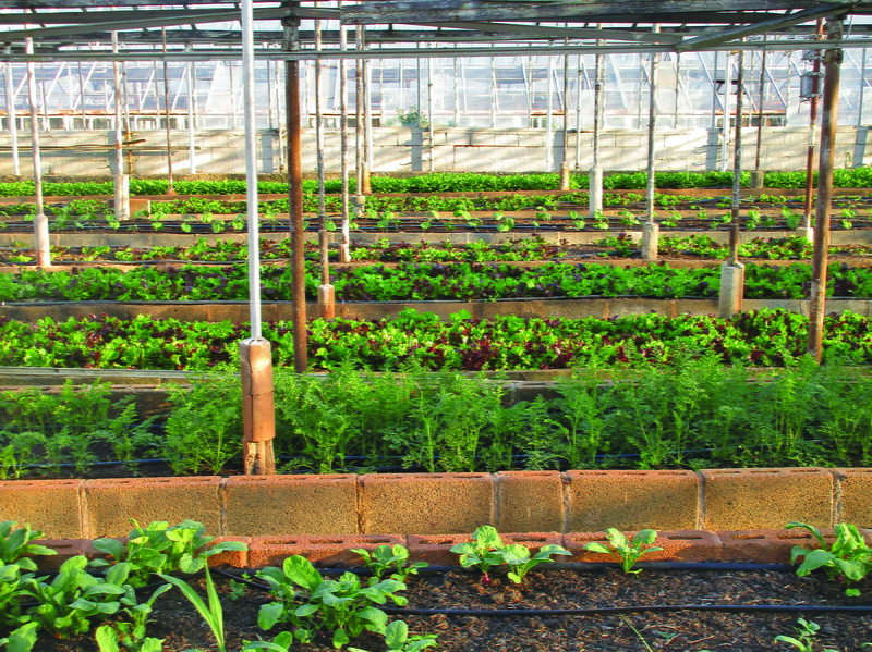 local food, grow, green color, growth, plant nursery, organic, farming, greens, nutrition, plantation, vegetable, farm, garden, growing, agricultural, urban