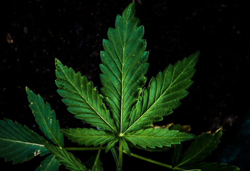 field, leaf vein, plant, dew, grows, smoke, green, outdoors, gardening, medical, grow, beauty in nature, natural pattern, outside, high angle view, herb