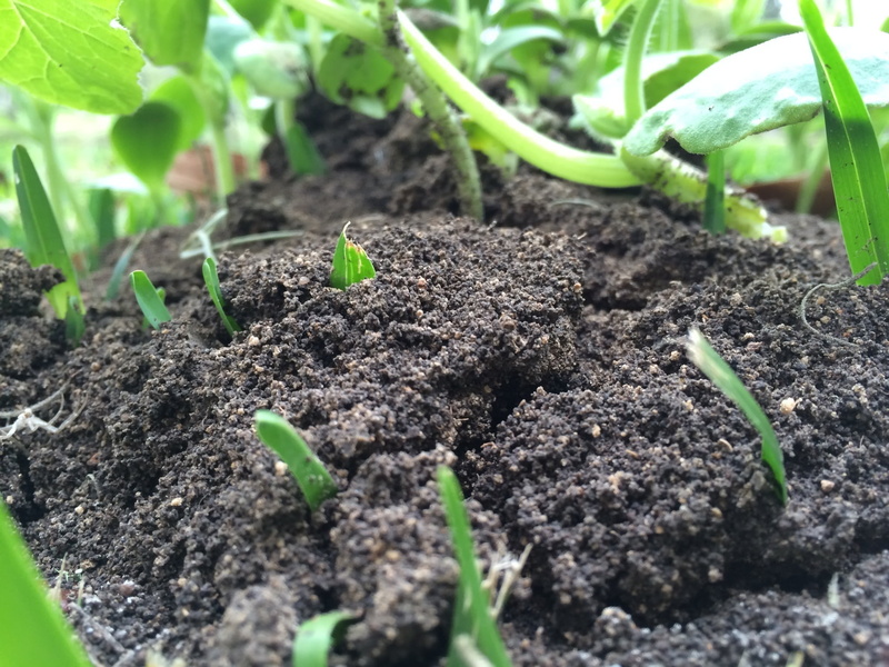 gardening, outdoors, plant, dirt, leaf, beginnings, nature, growth, new life, plant part, green color, mud, planting, agriculture, day, soil, no people