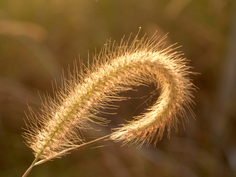 plant stem, relaxation, tranquility, green, petal, easter, natural, outdoors, no people, blossom, peaceful, timothy grass, growth, crop, freshness, spiky
