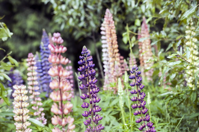 bouquet, life, springtime, Flower, background, color, close-up, botany, lupin, romantic, bright, Lily, flowering plant, grow, outdoor, petal, leaf, bud