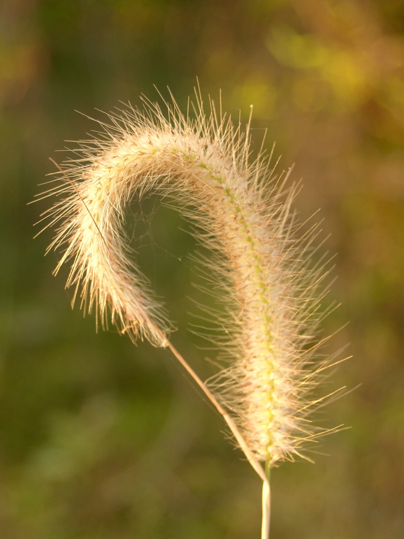 mum, garden, field, leaf, fragility, dandelion seed, grow, sunbeam, meadow, natural, rural, plant stem, light, background, soft focus, 2K, may, easter