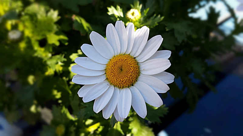 1080P, softness, environment, spring, autumn, rural, flowering plant, sunlight, blossom, daisy, white color, foliage, nature, life, plant, gardening, white