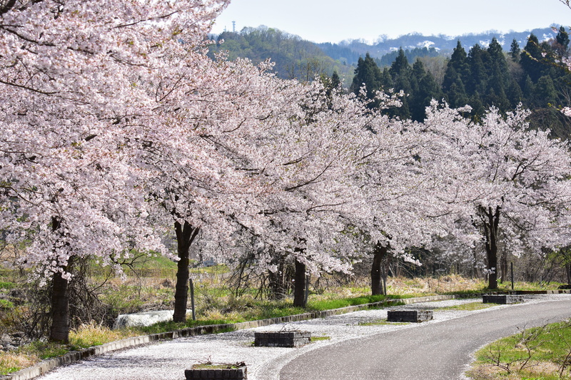 the way forward, japan, plant, outdoors, diminishing perspective, seasonal, day, freshness, cherry tree, spring, row of cherry blossom trees, no people