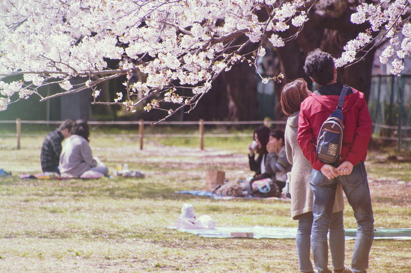 4K, hanami, spring, cherry tree, growth, people, day, leisure activity, outdoors, flower, springtime, flowering plant, tree, trees, japan, men, cherry blossom