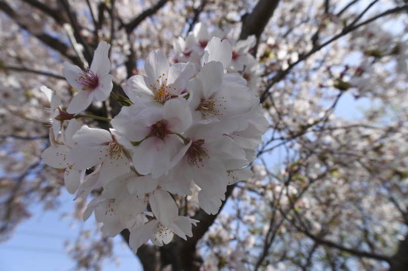 day, nature, plant, low angle view, hanami, vulnerability, wood, natural, bunch of flowers, cherry tree, growth, outdoors, tree, blossom, pink, petal, flowering plant