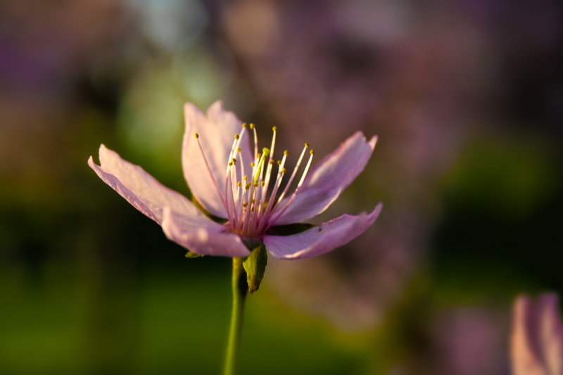 nature, macro, petal, plant, beauty in nature, cherry, flower, close-up, blossom, focus on foreground, inflorescence, sepal, cherry blossom, freshness