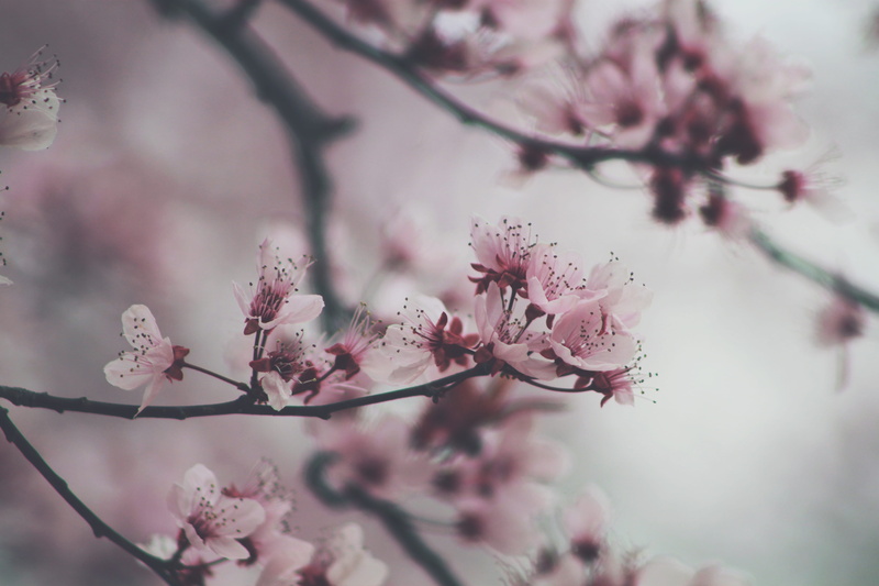 freshness, beauty In Nature, photography, pink Color, focus on foreground, Hanami, april, vulnerability, japan, blossom, plant, growth, flower Head, shallow