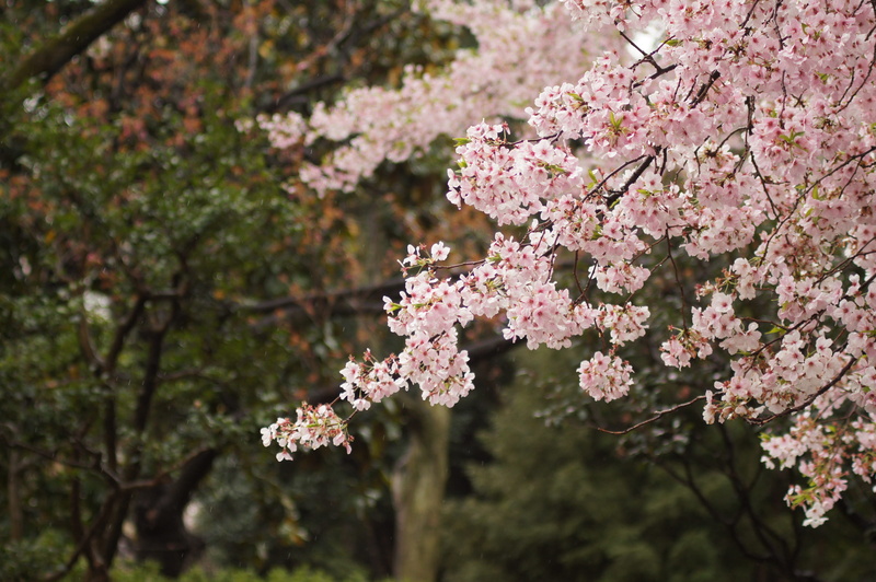 cherry blossom, cherry tree, pink, focus, day, vulnerability, bunch of flowers, beauty in nature, freshness, inflorescence, flowering plant, white, flower
