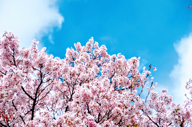 cherry, cherry tree, growth, cloud - sky, no people, freshness, co higanzakura, beauty in nature, day, blossom, takato cherry blossoms, sakura, hanami