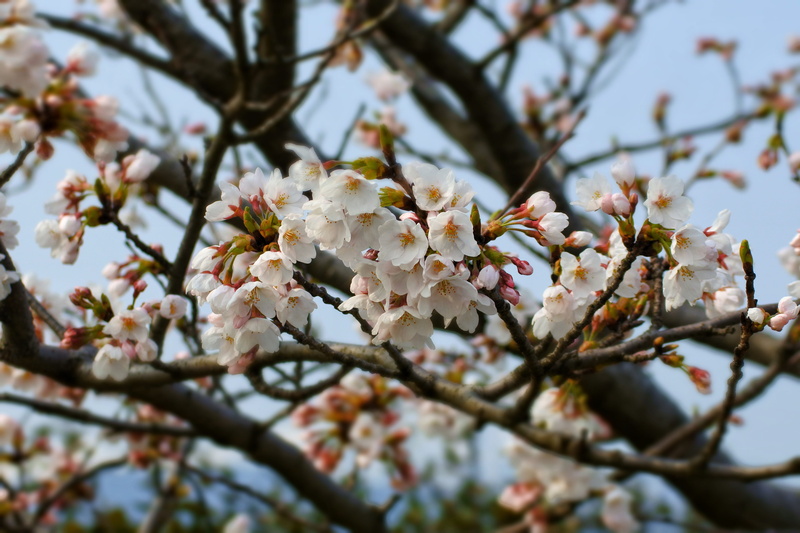 cherry tree, freshness, blossom, flower head, japanese cherry blossom, Natural, cherry blossoms, low angle view, twig, plant, growth, close-up, landscape