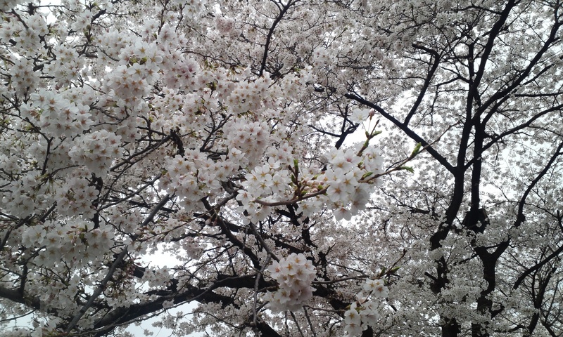 fruit tree, freshness, tree, flowering plant, cherry tree, 2K, vulnerability, botany, bunch of flowers, white flower, flower, growth, hanami, nature, beauty in nature