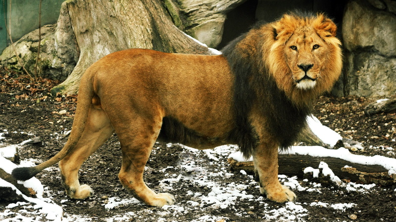 winter, animals in the wild, mammal, nature, animal wildlife, one animal, day, feline, standing, land, field, vertebrate, lion - feline, cold temperature