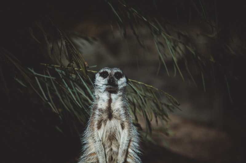 animal wildlife, focus on foreground, outdoors, one animal, plant, photography, sark, vertebrate, animal head, meerkat, pose, animal, muscat, tree, stree