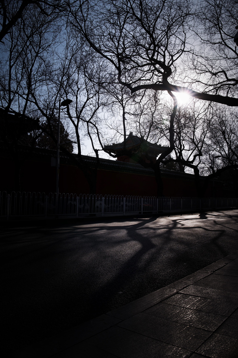 beijing, building, 5K, shadow, day, winter, outdoors, no people, city, plant, china, sunlight, silhouette, road, stree, built structure, transportation