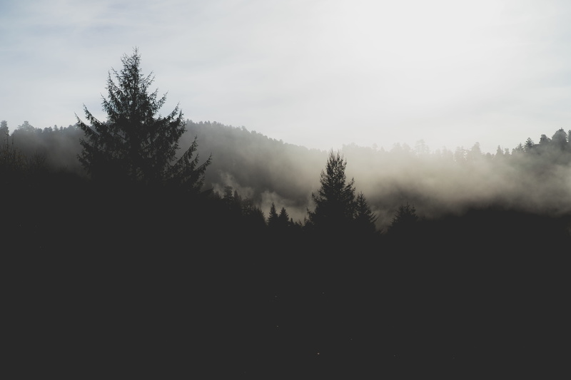 pine woodland, sky, trees, plant, nimbus, dark, day, growth, pine tree, fog, scenics - nature, coniferous tree, forest, beauty in nature, park, stree silhouette