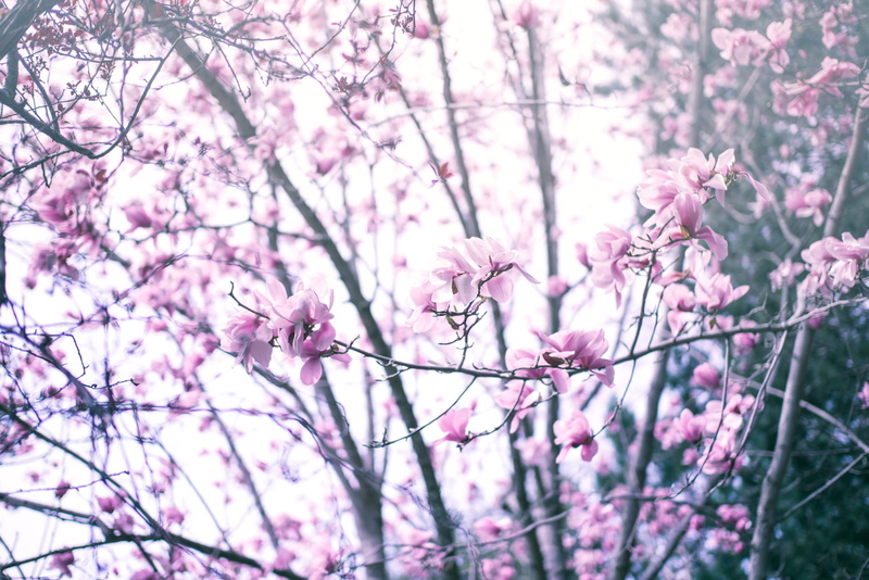 freshness, day, cherry tree, plant, petaled, violet, pink, spring, bloom, flowering plant, branches, vibrant, beauty in nature, outdoors, branch, cherry blossom