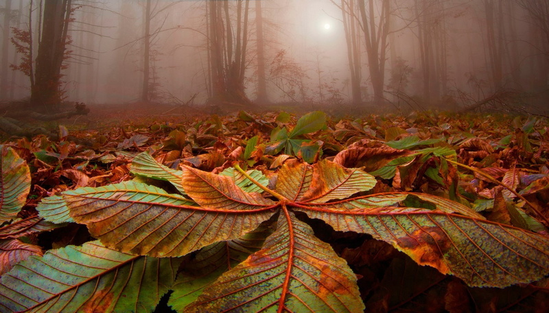 forest, fall, landscape, sunlight, leave, strees, mist, nature, 1080P