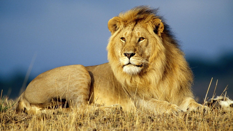 1080P, plains, animals, animal, nature, ruler, lion, mighty