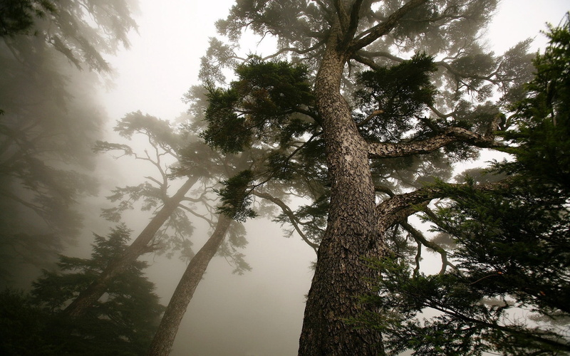 outdoors, scenics, mighty, summer, branch, plant, from below, morning, nature, forest, sun, scenics - nature, coniferous tree, tranquility, green Color