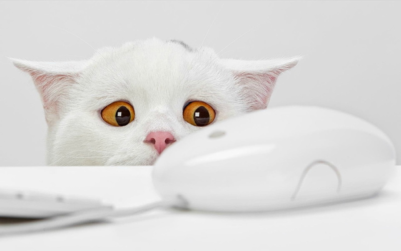 close-up, apple, mammal, computer, domestic, looking, surveillance, domestic Cat, mouse, laptop, communication, 1080P, pets, computer Mouse, sitting, domestic animals