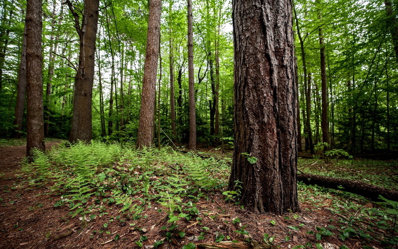 color Image, fern, tree Trunk, trees, tranquil Scene, morning, tranquility, wilderness Area, season, coniferous tree, field, light - Natural Phenomenon