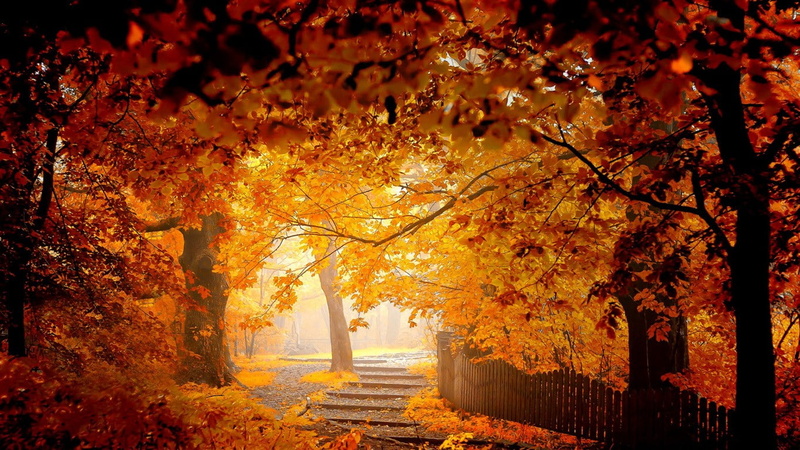 nature, park, path, trees, red leaves, 720P, top view, fall
