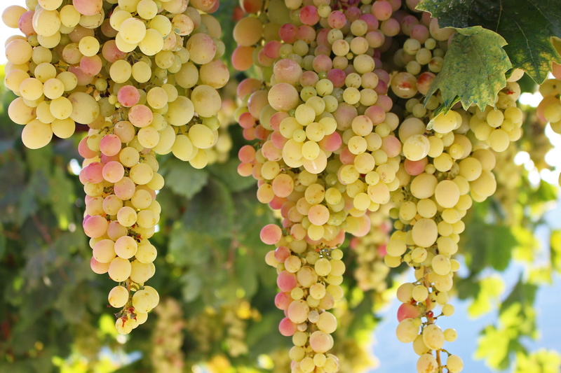 food, healthy, plant, fruit, table grapes, nutrition, grape, fruits, wine, green color, no people, focus on foreground, bunch, fresh, bio, outdoors, grapevine