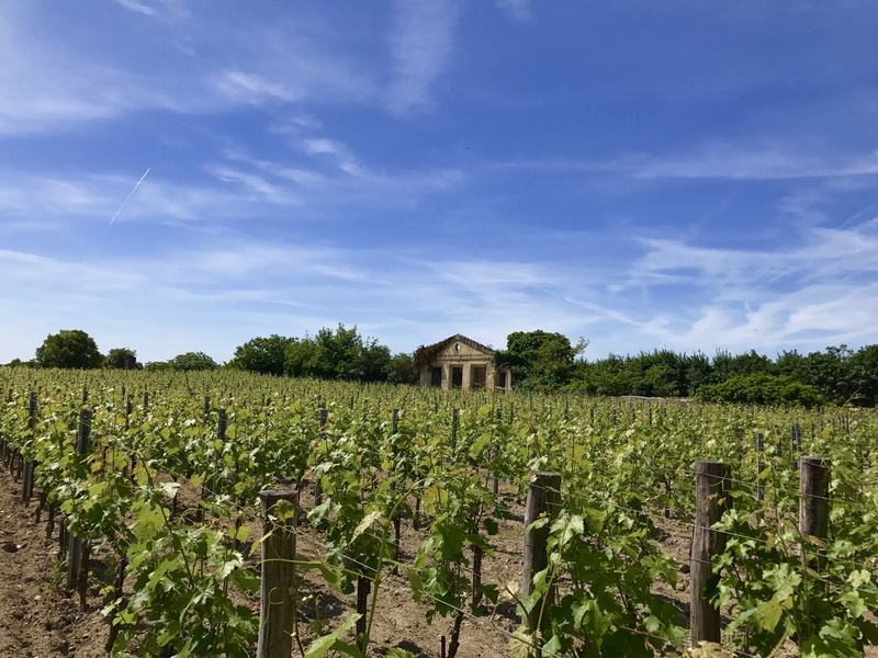 blue sky, grapes, plantation, vineyard, farm, tree, growth, landscape, 4K, crop, saint-émilion, vine, nature, wine, built structure, grapevine, outdoors