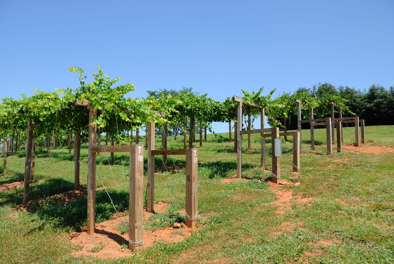 harvest, fence, sunny, sky, drink, field, North Georgia, 4K, country, rural, boundary, vine, Georgia, rural scene, winemaking, no people, day, plant, Winery