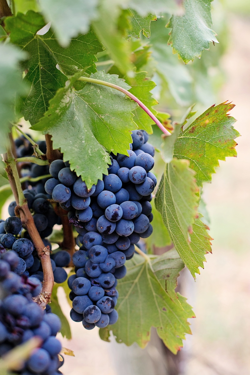 nature, photography, bunch, winery, close-up, growth, plantation, agriculture, harvest, grapes, red grape, napa, vine, vineyard, plant, grapevine, fruit