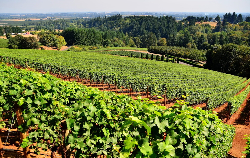 green, 1080P, summer, tea crop, rural scene, no people, green color, nature, wine, vegetable, winemaking, outdoor, fruit, scenics - nature, grapes, plant