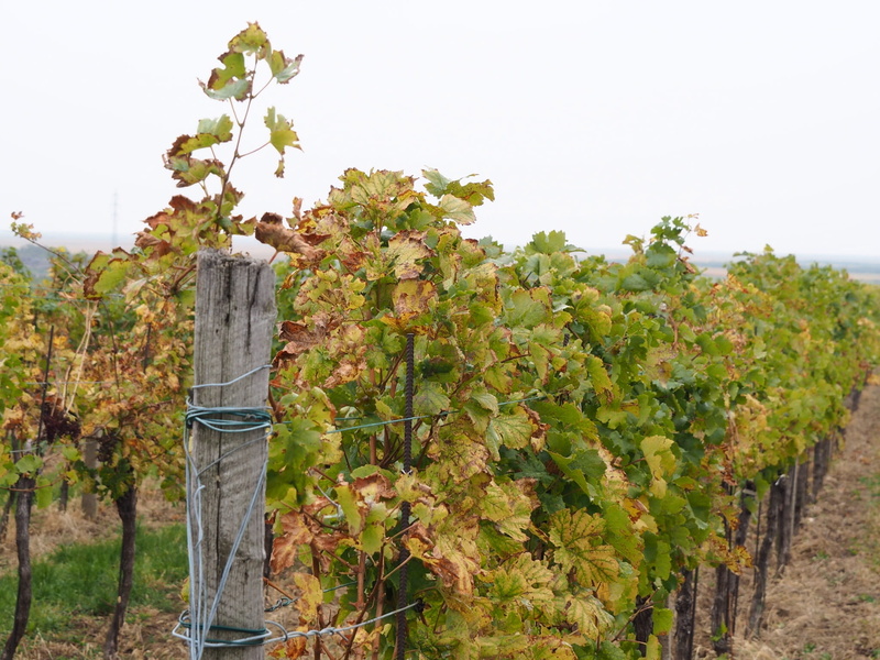day, farm, autumn colours, rural scene, bio, vines stock, agriculture, burgenland, nature, vineyard, vintage, vine, one person, wine harvest, grapes, vines