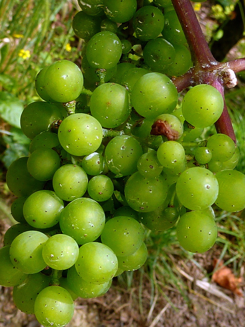 bunch, wet, wine, food and drink, 1080P, wellbeing, sweet, Fruit, tree, winegrowing, growth, water, vine, close-up, agriculture, grape harvest, autumn