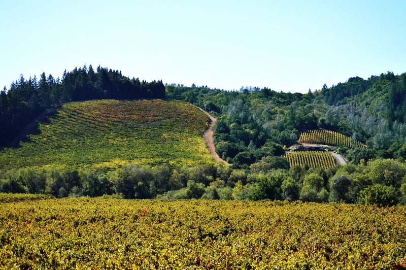 midday, sonoma, afternoon, outdoor, environment, wine, land, natural, valley, day, clear sky, growing, no people, tranquility, scenics - nature, dry creek