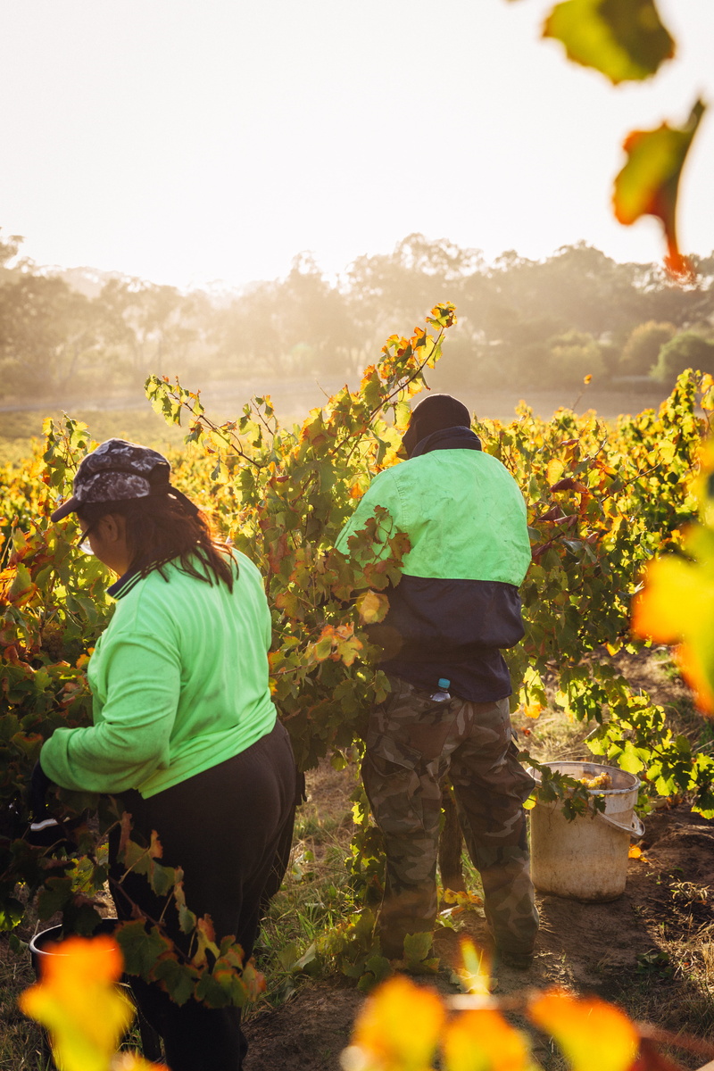 men, vineyard, two people, 5K, 5d mark iii, lifestyles, togetherness, leisure activity, growth, day, wine, rear view, land, barossa valley, golden hour