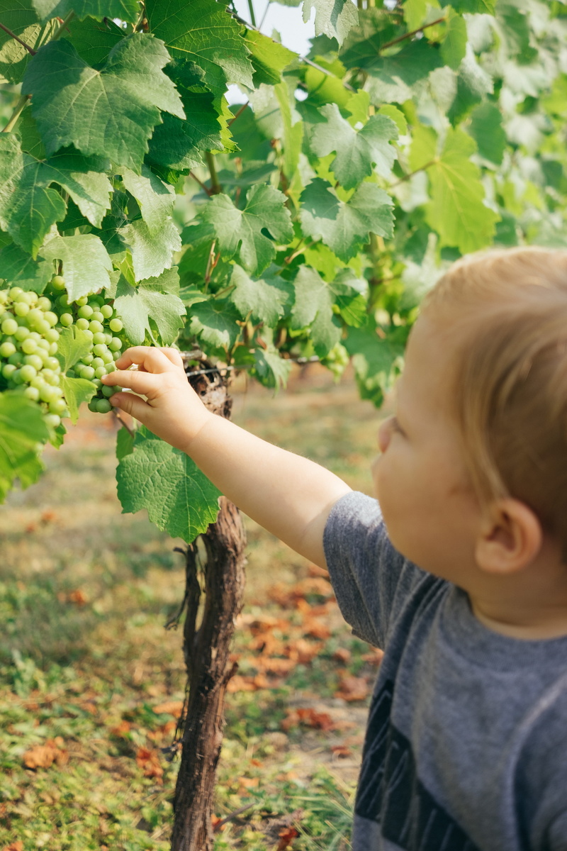nature, smiling, kid, cute, food, one Person, ripe, freshness, human Hand, explore, childhood, child, harvesting, boy, branch, vineyard, happiness, fruit