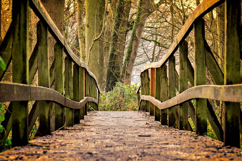 footbridge, trees, long, outdoors, web, nature, trail, promenade, transfer, land, tree, beauty in nature, wood, connection, architecture, brown, forest
