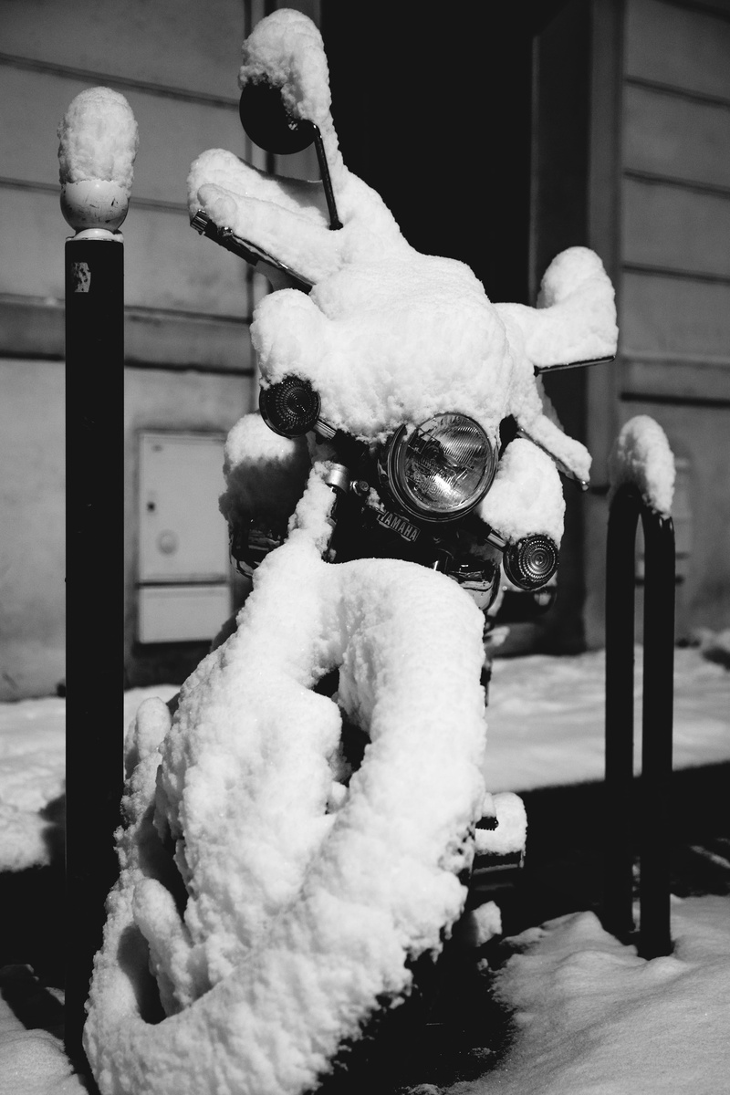 one animal, domestic, outdoors, stuffed toy, animal, day, white color, mammal, yamaha, dog, snow, cold temperature, canine, domestic animals, noir et blanc