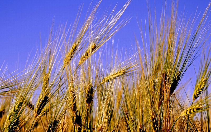 bread, daily, wheat, field, 1080P, gold, nature and landscapes