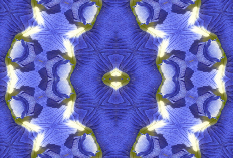 symmetry, flower, floral, beauty in nature, digital composite, close-up, inflorescence, abstract, floral pattern, plant, flowering plant, pattern, flower head