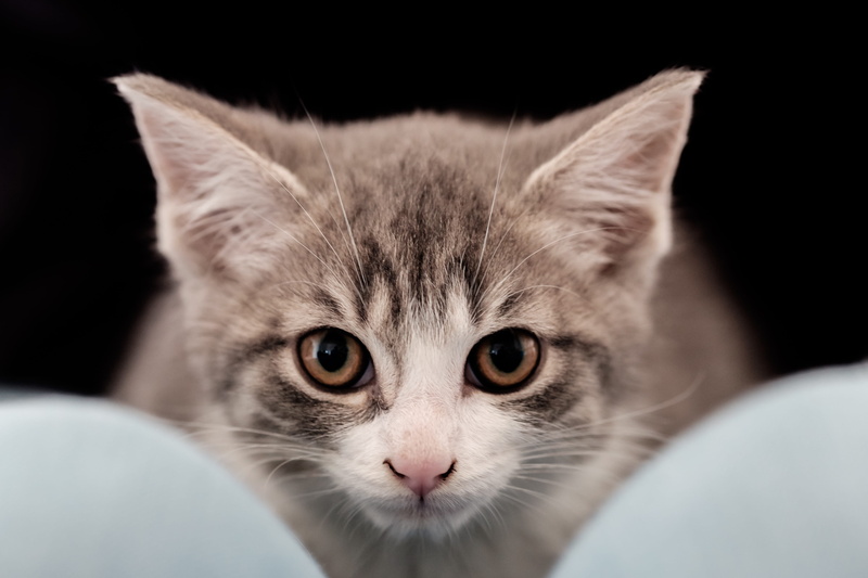 domestic animals, innocence, black background, 4K, cat, kitten, looking at camera, pet, symmetrical, portrait, one animal, animal body part, animal eye