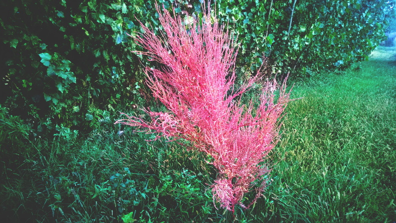 green color, petaled, tree, no people, garden, day, flower, pink color, growth, 2K, leaves, land, blur, high angle view, holi, field, multi colored, full frame