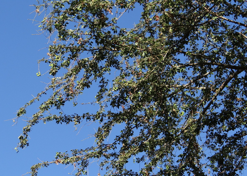 tree canopy, sadhankeri, sunlight, fabaceae, madras thorn, jungle jalebi, plant, idyllic, no people, branch, tree, plant part, beauty in nature, season