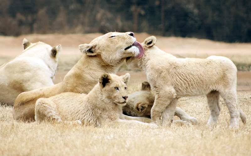 lions, siblings, fields, landscapes, wildlife, whiskers, grass, face, family, babies, cubs, mother, predators, natue, 1080P, fur, cats, animals, africa