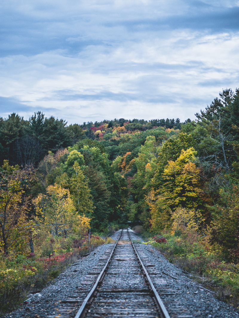 tranquility, forest, direction, foliage, hanover, railroad, growth, colors, tree, nature, scenics - nature, no people, outdoors, transportation, environment